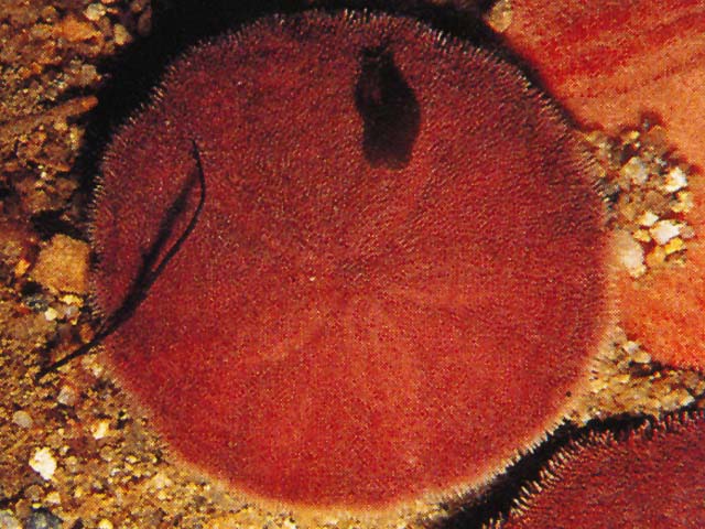 Echinarachnius parma