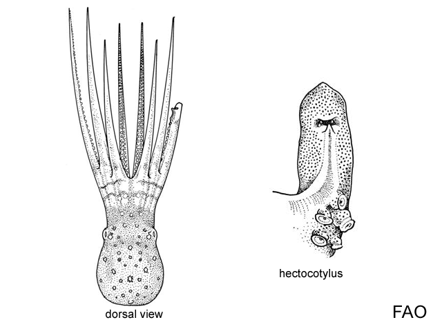 Galeoctopus lateralis