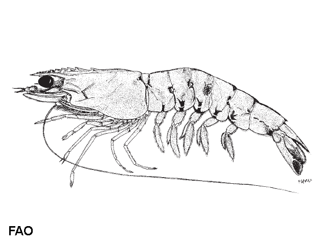 Penaeus latisulcatus