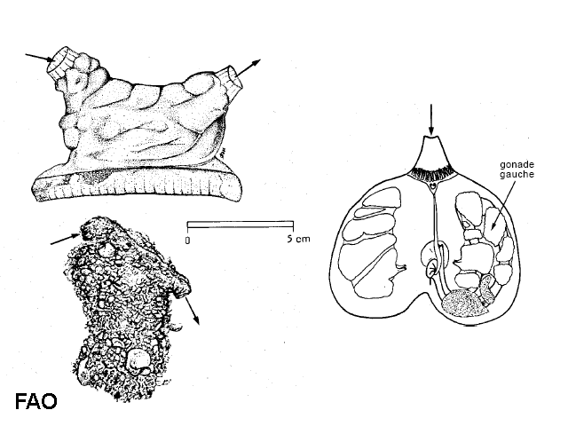 Microcosmus polymorphus