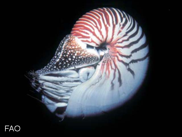Nautilus belauensis