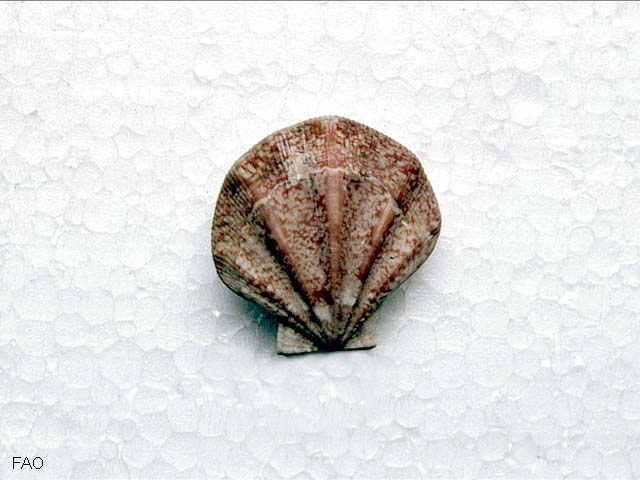 Pseudamussium clavatum