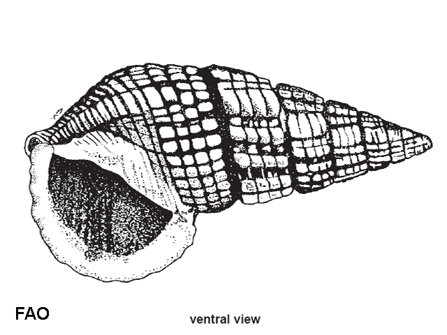 Terebralia sulcata