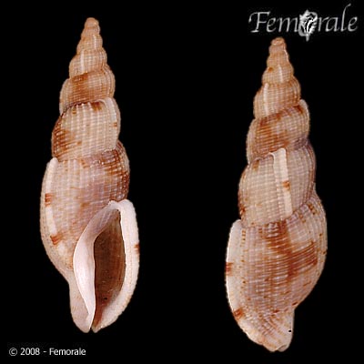 Tritonoharpa lanceolata