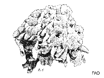 Image of Pavona clavus (Shoulderblade coral)