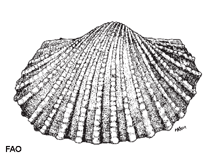 Image of Anadara nodifera (Nodular ark)