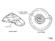 Image of Solarium alfredensis 