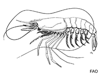 Image of Hemipenaeus spinidorsalis 