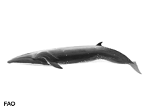 Image of Balaenoptera borealis (Sei whale)