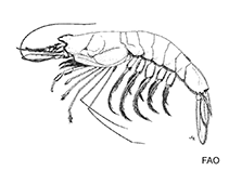 Image of Bentheogennema burkenroadi (Burkenroad blunt-tail shrimp)