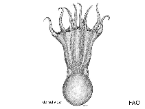 Image of Bentheledone rotunda (Rounded octopus)