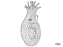 Image of Bolitaena pygmaea (Pygmy pelagic octopod)