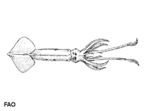 Image of Brachioteuthis riisei (Common arm squid)