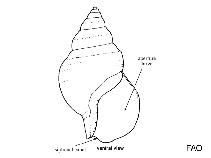 Image of Metula inflata 