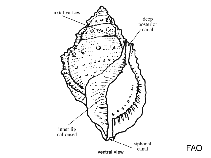 Image of Bursa condita (Tall frog shell)