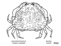 Image of Calappa rubroguttata (Spotted box crab)