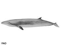 Image of Caperea marginata (Pygmy right whale)