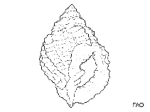 Image of Brocchinia clenchi 