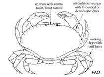 Image of Romaleon setosum (Rock-crabs)