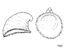 Image of Capulus incurvus (Incurved capsnail)