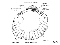 Image of Laevicardium pristis 