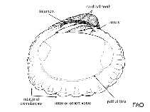 Image of Cardita crassicosta (Large-ribbed Cardita)
