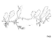 Image of Caulerpa lentillifera (Small seagrape)