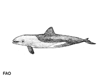 Image of Cephalorhynchus heavisidii (Heaviside\