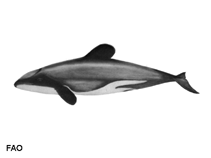 Image of Cephalorhynchus hectori (Hector\