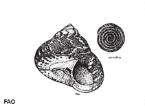 Image of Cittarium pica (West Indian top shell)