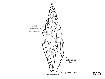 Image of Vexillum leucozonias 