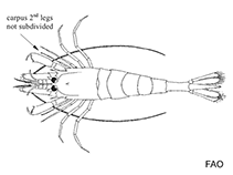 Image of Philocheras fasciatus 