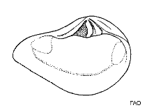 Image of Eucrassatella fluctuata (Wavy crassatella)