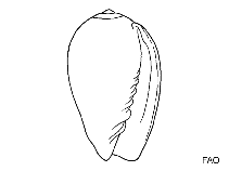 Image of Granulina ovuliformis (Teardrop marginella)