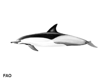 Image of Delphinus delphis (Common dolphin)