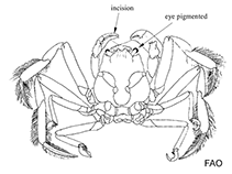 Image of Ethusa americana (Stalkeye sumo crab)