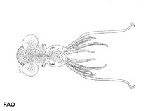 Image of Euprymna morsei (Mimika bobtail squid)