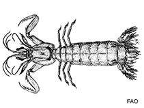 Image of Eurysquilloides sibogae (Eurysquillid mantis shrimp)