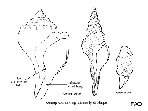 Image of Fusinus undatus (Wavy spindle shell)