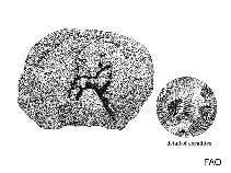 Image of Pseudodiploria strigosa (Symmetrical brain coral)
