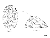 Image of Emarginula octaviana (Slit limpet)
