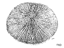 Image of Cycloseris curvata 