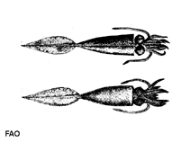 Image of Galiteuthis armata (Armed cranch squid)