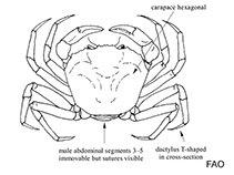 Image of Chaceon chilensis (Golden crab)