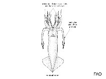 Image of Gonatus onyx (Clawed armhook squid)