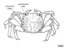 Image of Episesarma chengtongense (Pinkfingered vinegar crab)