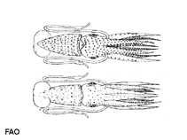 Image of Histioteuthis reversa (Elongate jewell squid)