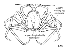 Image of Paromola japonica (Japanese deepwater carrier crab)