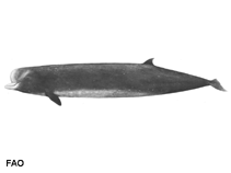 Image of Hyperoodon ampullatus (North Atlantic bottlenose whale)
