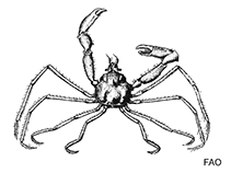 Image of Eurypodius latreillii (Camouflaged spider crab)